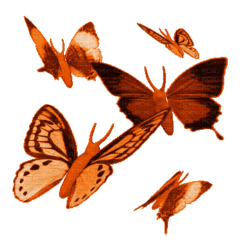 gifs papillons