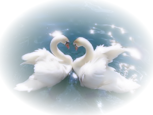 tubes oiseaux