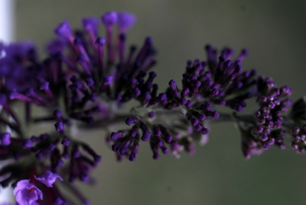 textures.. fleurs