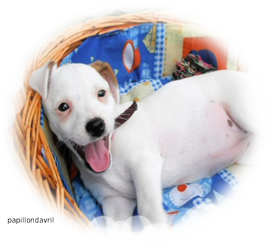 tubes chiens