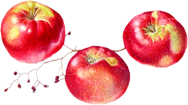 tubes fruits d hiver