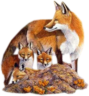 tubes renards