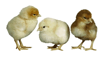 gifs coqs .poules etc.