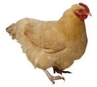 gifs coqs .poules etc.