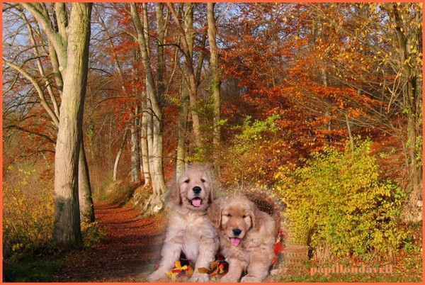 fonds d 'écran automne