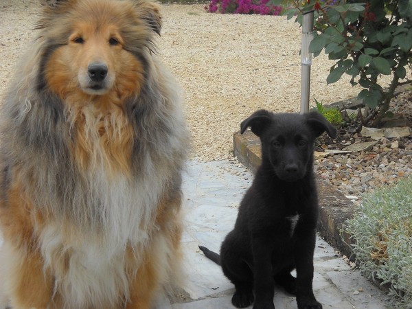 chiens