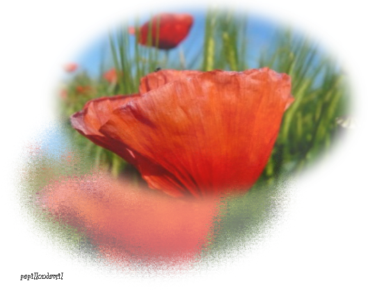 fleurs