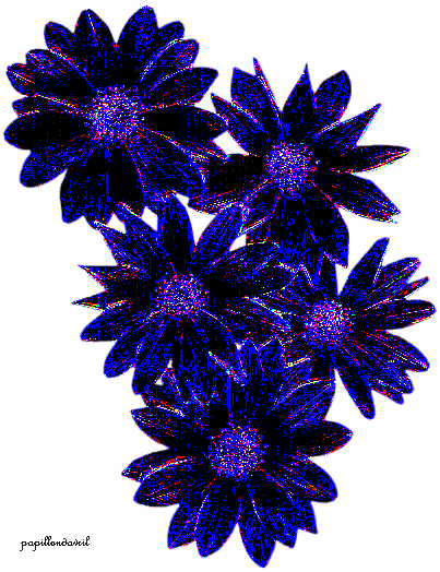 fleurs