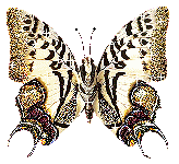 gifs papillon
