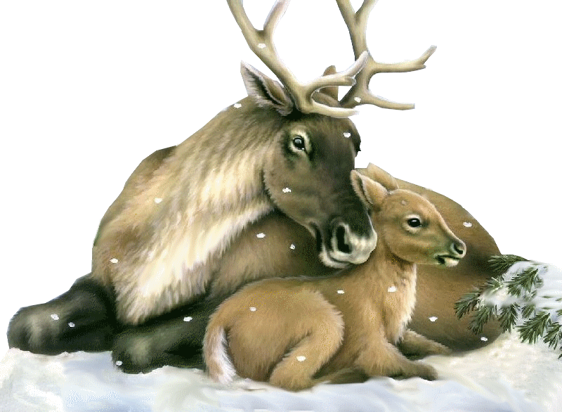 tubes cerfs biches faons