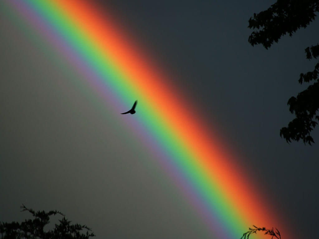 Gifs Arc En Ciel Page 2