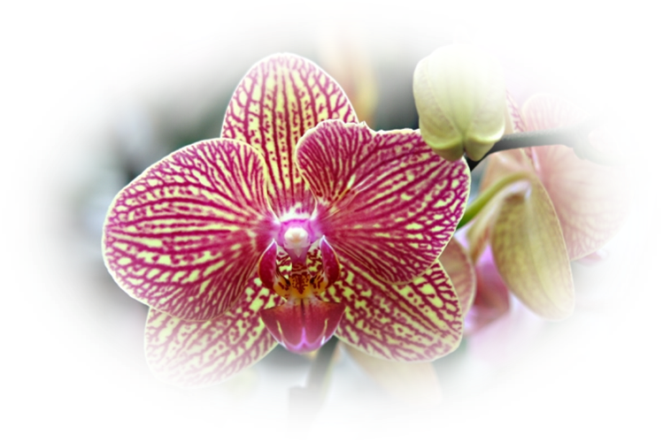 mes tubes orchidees Page 2